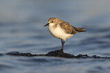 Image. Red-necked Stint
