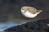 Image. Red-necked Stint
