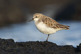 Image. Red-necked Stint