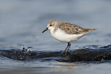 Image. Red-necked Stint