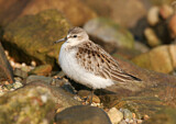Image. Red-necked Stint