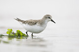 Image. Red-necked Stint