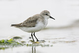 Image. Red-necked Stint