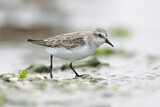 Image. Red-necked Stint