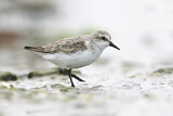 Image. Red-necked Stint