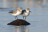 Image. Red-necked Stint