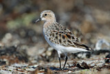 Image. Red-necked Stint