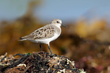 Image. Red-necked Stint