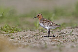 Image. Red-necked Stint