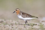 Image. Red-necked Stint