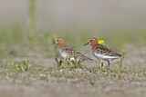 Image. Red-necked Stint