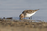 Image. Red-necked Stint