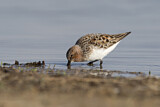Image. Red-necked Stint