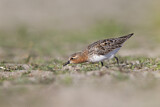 Image. Red-necked Stint