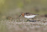 Image. Red-necked Stint