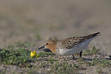Image. Red-necked Stint