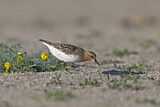 Image. Red-necked Stint