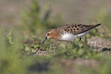 Image. Red-necked Stint