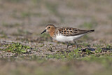 Image. Red-necked Stint
