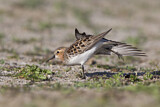 Image. Red-necked Stint