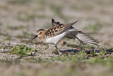 Image. Red-necked Stint