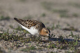 Image. Red-necked Stint