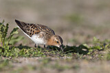 Image. Red-necked Stint