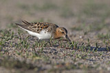 Image. Red-necked Stint