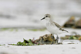 Image. Red-necked Stint