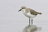 Image. Red-necked Stint