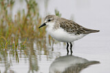 Image. Red-necked Stint