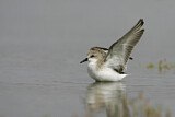 Image. Red-necked Stint