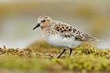 Image. Red-necked Stint