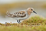 Image. Red-necked Stint