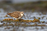 Image. Red-necked Stint