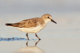 Image. Red-necked Stint