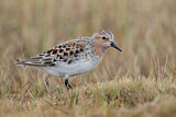 Image. Red-necked Stint
