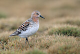 Image. Red-necked Stint