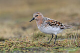 Image. Red-necked Stint