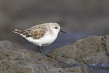 Image. Red-necked Stint