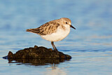Image. Red-necked Stint
