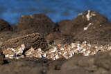 Image. Red-necked Stint