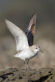 Image. Red-necked Stint