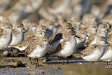 Image. Red-necked Stint