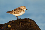 Image. Red-necked Stint
