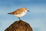 Image. Red-necked Stint