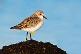 Image. Red-necked Stint