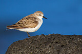 Image. Red-necked Stint