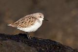 Image. Red-necked Stint