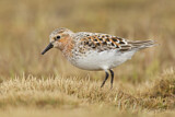 Image. Red-necked Stint